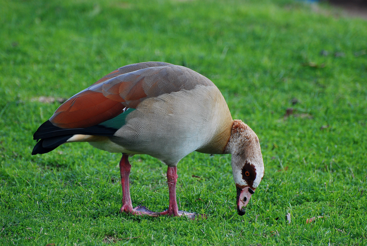 Alopochen aegyptiaca